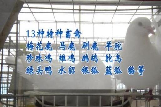 最新禁食目录详解，禁食步骤指南与注意事项
