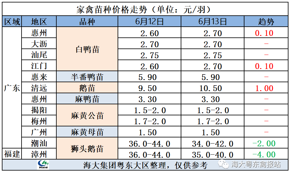 鹅最新价钱揭秘，一只鹅的温馨旅程与奇妙故事